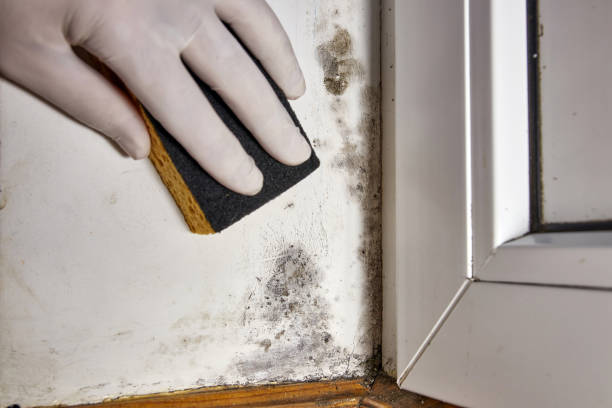 Mold Documentation for Insurance Claims in Sanger, TX